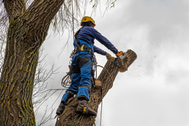 Trusted Pine Mountain, GA Tree Service Experts